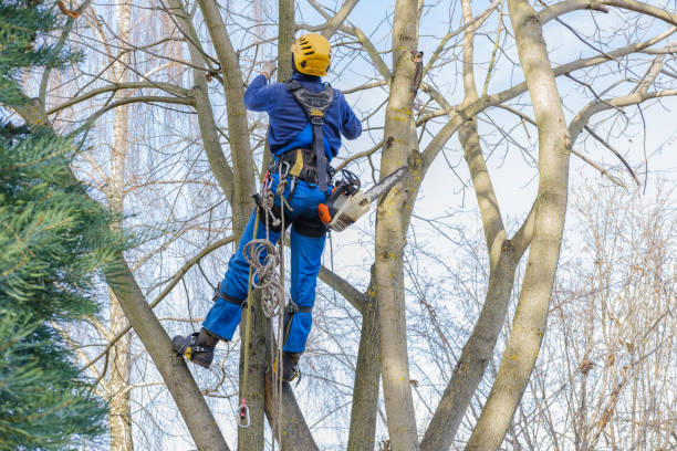 Best Tree Preservation Services  in Claremont, NH