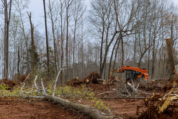 Best Tree and Shrub Care  in Claremont, NH