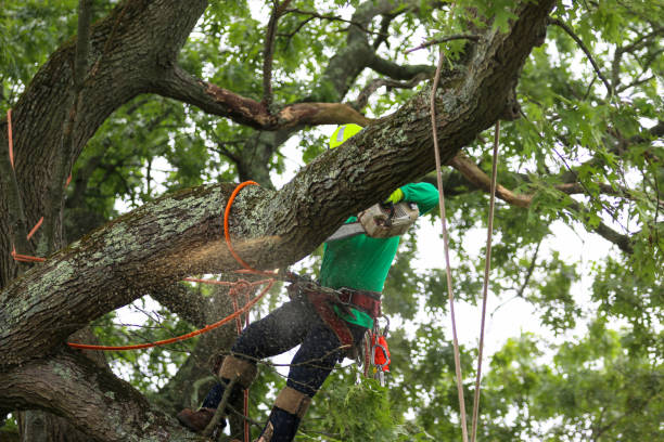 Best Tree Mulching  in Claremont, NH