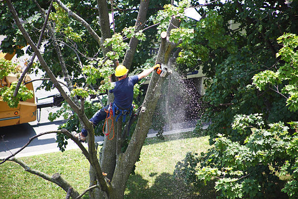 Best Tree Health Inspection  in Claremont, NH